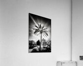 Lighted Palm  Acrylic Print
