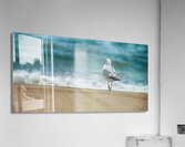 A Walk on the Beach: Capturing Serenity with a Seagull on Virginia Beach  Acrylic Print