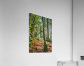 Path in woods  Acrylic Print