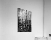 Congested Cypress  Acrylic Print