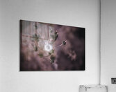 Whispers of Nature: Capturing the Essence of Dandelion Seeds  Acrylic Print