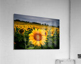 Single Sunflower  Acrylic Print