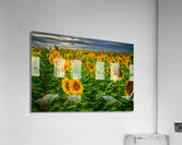 Sad Sunflower Row  Acrylic Print