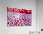 Pink Sunflowers  Acrylic Print