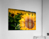 Corner Sunflower: A Radiant Touch of Natures Beauty  Acrylic Print