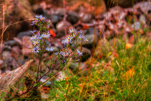 Autumns Last Dance by Dream World Images