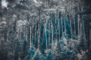 Ethereal Blue Amidst Monochrome Forest
