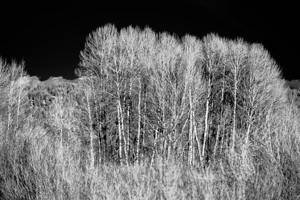 Winters Light Dancers by Dream World Images