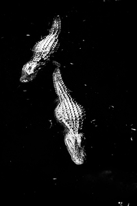 Two Shadows One Current