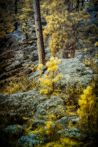 Solitude Amidst Serenity: The Lone Pine Tree by the Lake