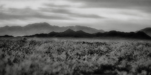 Waves of Solitude Across the Arid Horizon