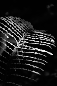 The Fern’s Quiet Frequency