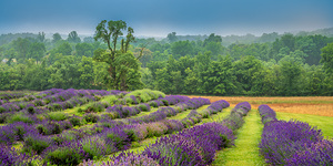 Provence Dreams in Purple and Green