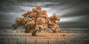 Guardian of the Bayou Country by Dream World Images