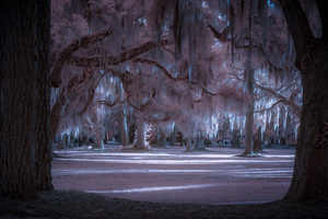 Shadows Cast by Enchanted Light