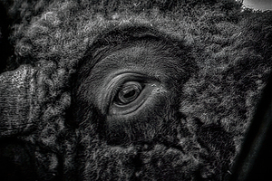 Soulful Gaze of the Bison by Dream World Images