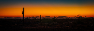 Cacti Against Painted Sky