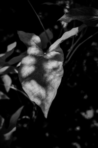 The Light That Finds Leaves