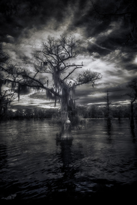 Oracle of the Flooded Forest by Dream World Images