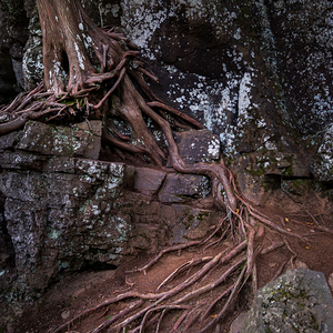Ancient Bonds of Stone and Root by Dream World Images
