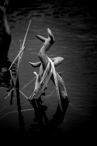 Serene Sylvan Lake: A Tale of Resilience and Reflection