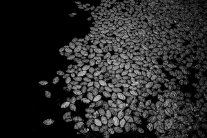 Lily Pad Dance by Dream World Images