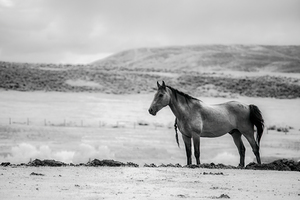 Solitary Majesty   Wind River Sentinel by Dream World Images
