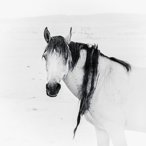 Wild Horse Dreadlocks   Natures Rebel by Dream World Images