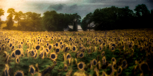 The Field That Remembers the Sun by Dream World Images