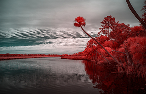 Exploring Bulow Plantation: A Romantic Stroll Reveals a Crimson  by Dream World Images