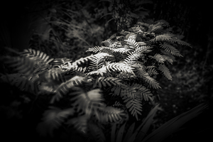 Ethereal Ferns: Whispers Beneath the Canopy by Dream World Images