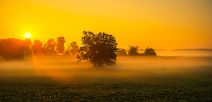 Dawns Embrace: Misty Tree in Gettysburg by Dream World Images