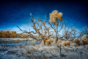 Isolated Serenity: Rows End by Dream World Images