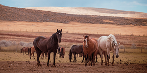 Wild Freedom   Wind River Guardians by Dream World Images
