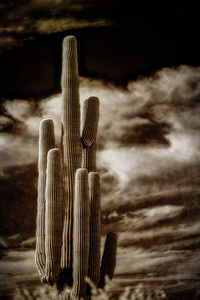 Majesty in Sepia Skies by Dream World Images