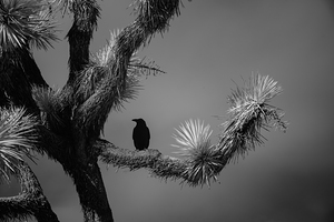 Perched in the Shadow of Spikes by Dream World Images