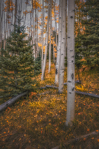 Eternal transition of the forest by Dream World Images