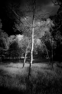 Aspen Reverie: Ansels Inspiration by Dream World Images