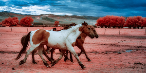 Thunders Dance   Wild Spirit Unleashed by Dream World Images