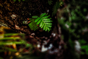 Solitary Spirit: Fern’s Embrace by Dream World Images