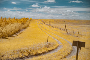 Nebraska Farm Lane - 2 by Dream World Images