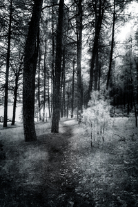 Wandering Through Wonderland: A Mystical Path Along Center Lakes Shores