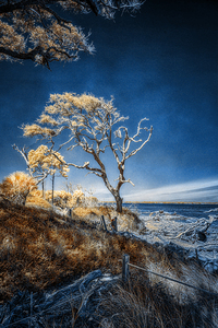 Blue Bonsai: A Botanical Marvel Unveiled on Driftwood Beach