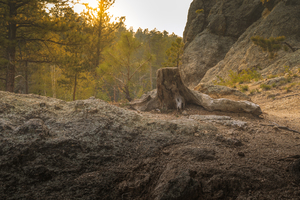 Weathered Stump by Dream World Images
