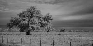 Lone Tree in Saint Bernards-1