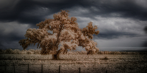 Lone Tree in Saint Bernards-2