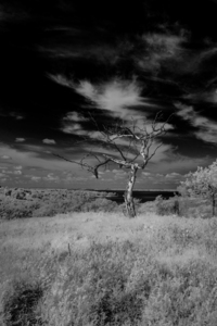 Symphony of Light and Shadow