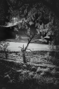 Veiled Guardian of Ancient Hills