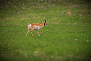 Boundless Horizons: A Pronghorns Journey through Custers Wildlife Loop