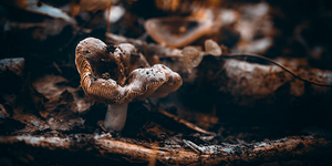 Mystical Fungi: Quiet Contemplation The Sullen Fungus